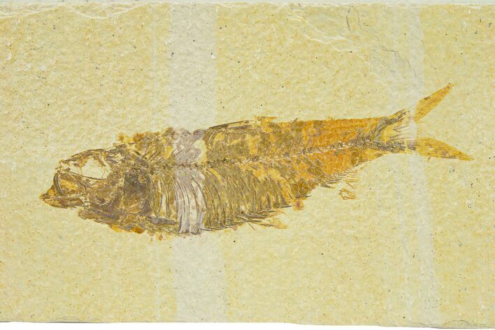 Detailed Fossil Fish (Knightia) - Wyoming #289922